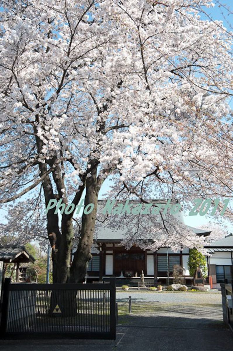 林泉寺の桜